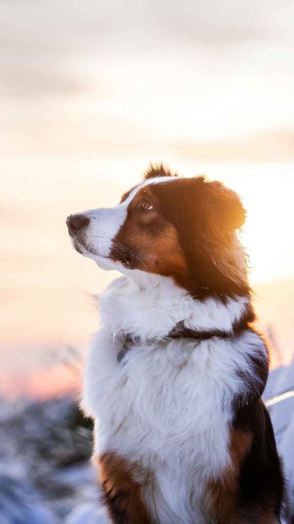 Stunning Australian Shepherd in Snow Sunset Mobile Wallpaper