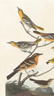 Vintage Audubon Style Bird Illustration Mobile Phone Wallpaper
