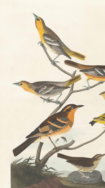 Vintage Audubon Style Bird Illustration Mobile Phone Wallpaper