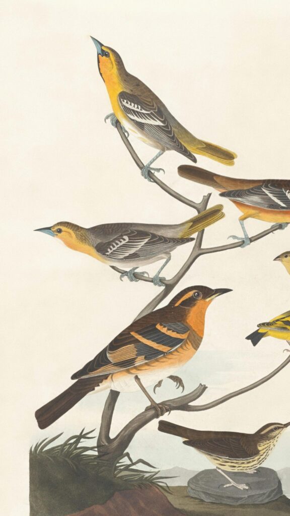 Vintage Audubon Style Bird Illustration Mobile Phone Wallpaper