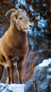 Aries Zodiac Symbolism and Bold Courageous Spirit Aesthetic Wallpaper