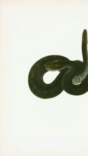 Vintage Rattlesnake Scientific Illustration Mobile Background Wallpaper