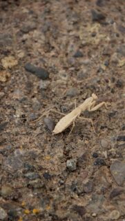 Macro Photography of a Camouflaged Tan Praying Mantis on Rocky Ground Mobile Wallpaper