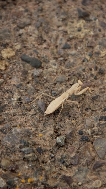 Macro Photography of a Camouflaged Tan Praying Mantis on Rocky Ground Mobile Wallpaper