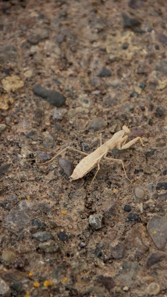 Macro Photography of a Camouflaged Tan Praying Mantis on Rocky Ground Mobile Wallpaper