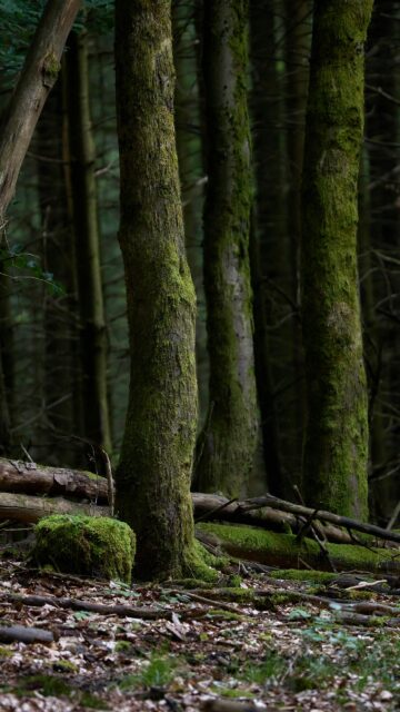 Mystical Mossy Forest Trees Natural Woodland Mobile Wallpaper