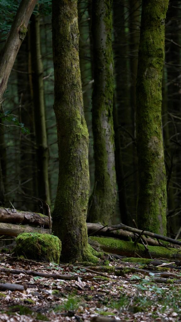 Mystical Mossy Forest Trees Natural Woodland Mobile Wallpaper