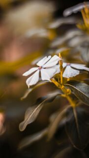 Stunning Macro White Vinca Flower Minimalist Nature Mobile Wallpaper
