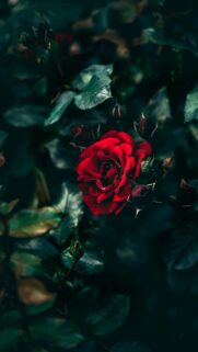 Moody Deep Red Rose Bloom in Dark Garden Aesthetic Mobile Wallpaper