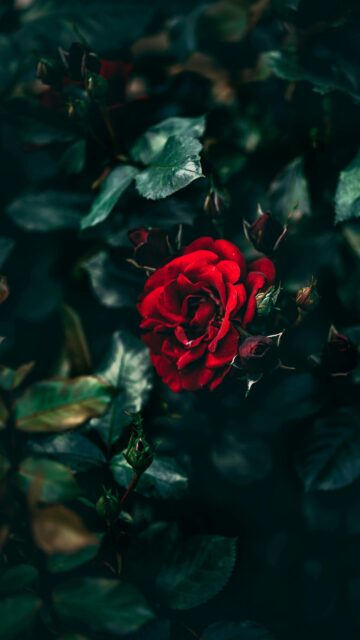 Moody Deep Red Rose Bloom in Dark Garden Aesthetic Mobile Wallpaper