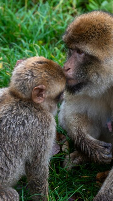 Adorable Baby Barbary Macaque Bonding with Parent Mobile Wallpaper