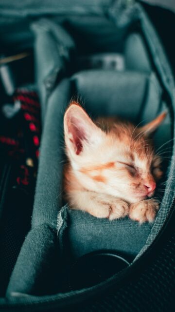 Sleepy Ginger Kitten Resting in Camera Bag Aesthetic Mobile Wallpaper