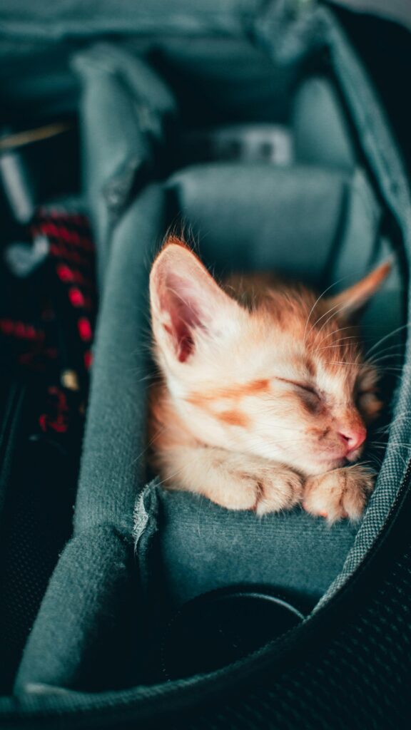 Sleepy Ginger Kitten Resting in Camera Bag Aesthetic Mobile Wallpaper