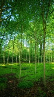 Sunlit Silver Birch Forest Grove Mobile Phone Wallpaper