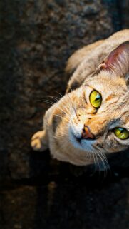 Stunning Close-Up Cat Eyes Portrait High Resolution Mobile Wallpaper