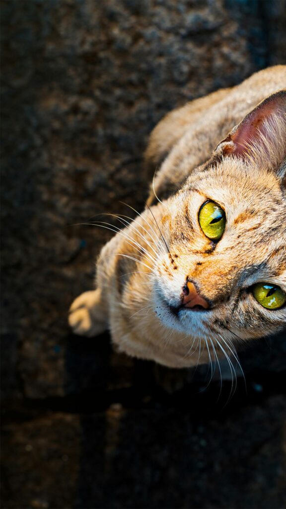 Stunning Close-Up Cat Eyes Portrait High Resolution Mobile Wallpaper