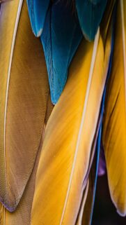 Stunning Macaw Feathers Macro Vibrant Yellow and Blue Mobile Wallpaper