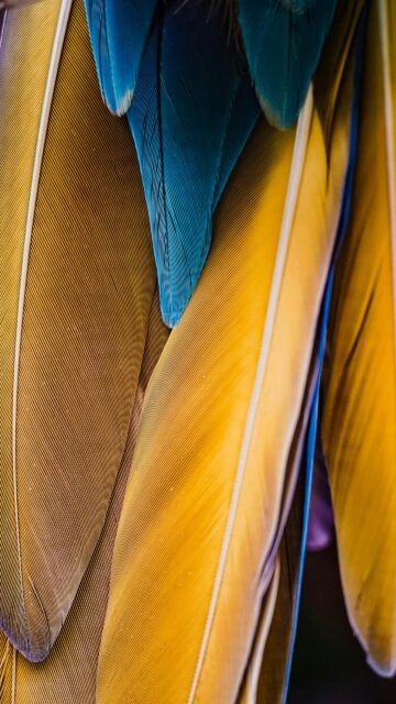 Stunning Macaw Feathers Macro Vibrant Yellow and Blue Mobile Wallpaper