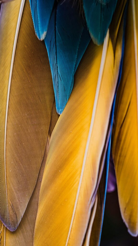 Stunning Macaw Feathers Macro Vibrant Yellow and Blue Mobile Wallpaper