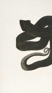 Dark Vintage Illustration of a Coiled Serpent Mobile Wallpaper