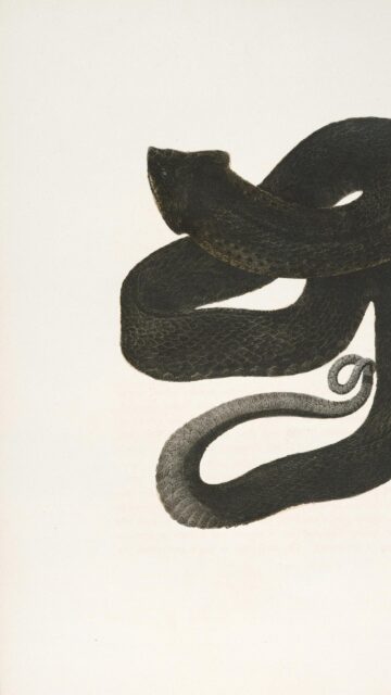 Dark Vintage Illustration of a Coiled Serpent Mobile Wallpaper