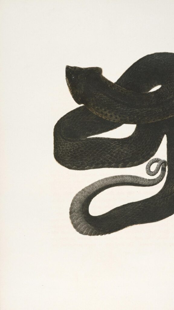 Dark Vintage Illustration of a Coiled Serpent Mobile Wallpaper