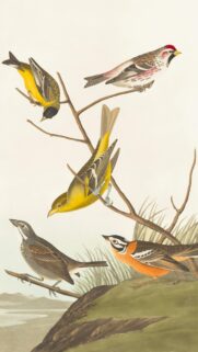 Vintage Audubon Style Bird Illustration Art Wallpaper