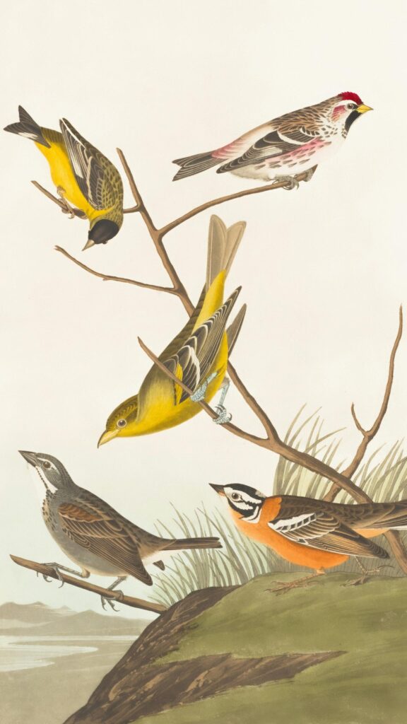 Vintage Audubon Style Bird Illustration Art Wallpaper