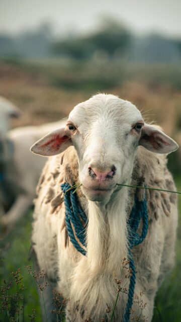 Close-up Portrait of a Farm Sheep with Blue Rope Mobile Wallpaper