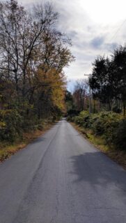 Empty Country Road Surrounded by Autumn Trees and Beautiful Forest Foliage Wallpaper