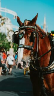 Majestic Disney Park Carriage Horse Close-up Mobile Wallpaper