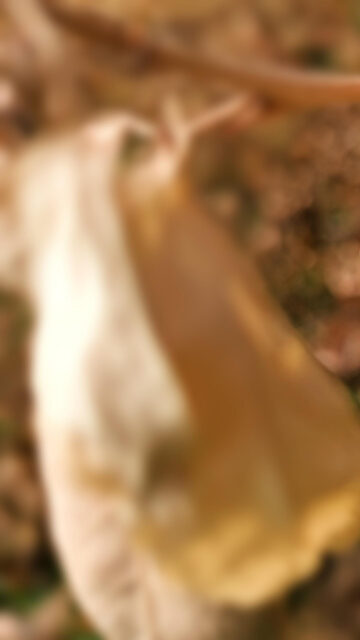 Abstract Golden Autumn Light Blur Mobile Wallpaper
