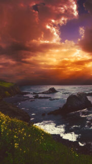 Stunning Coastal Sunset Over Rocky Beach With Yellow Wildflowers Mobile Wallpaper