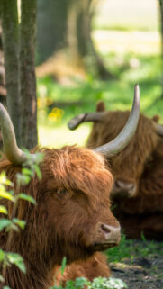 Taurus Zodiac Earth Energy Highland Cattle Aesthetic Phone Wallpaper