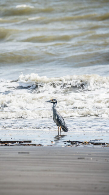 Pisces Zodiac Energy Sea Heron Ethereal Spiritual Aesthetics Wallpaper