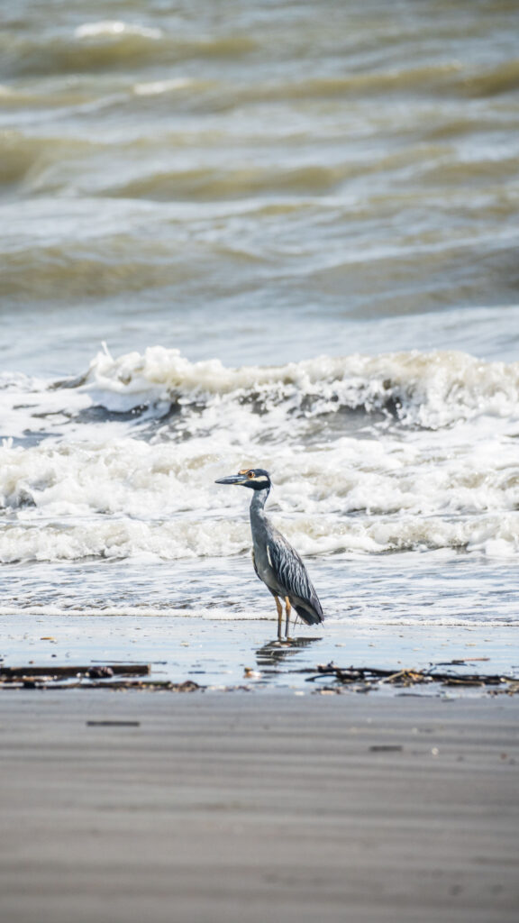 Pisces Zodiac Energy Sea Heron Ethereal Spiritual Aesthetics Wallpaper
