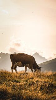 Taurus Earth Sign Mountain Meadow Spiritual Zodiac Phone Wallpaper