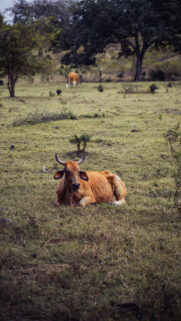Taurus Zodiac Earth Energy Grounding Spirit Cattle Nature Wallpaper