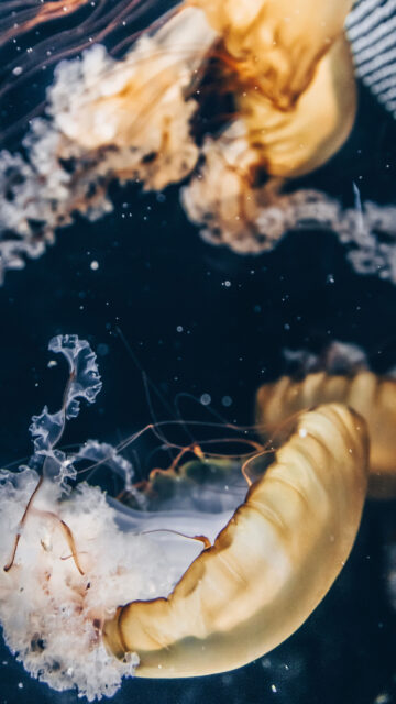 Gemini Dual Energy Aesthetic Zodiac Sign Phone Wallpaper