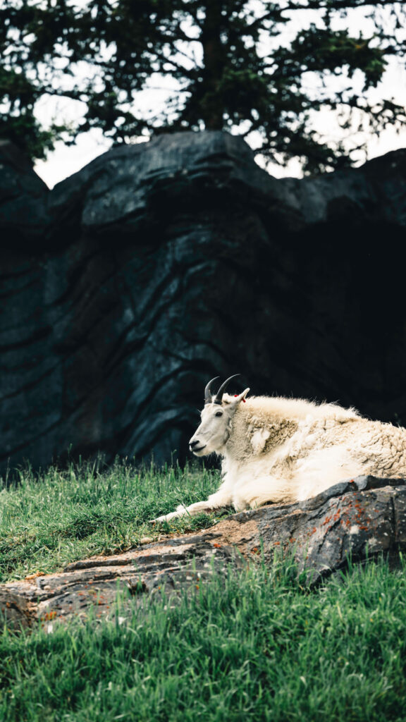Majestic Capricorn Mountain Zodiac Spiritual Phone Wallpaper
