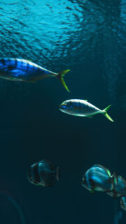 Pisces Dreamy Underwater Zodiac Aesthetic Phone Wallpaper
