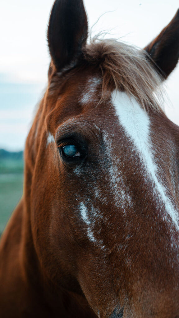 Third Eye Spiritual Awareness Horse Portrait Aesthetic Wallpaper