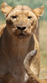 Majestic Leo Zodiac Energy and Sun Sign Power 4K Phone Wallpaper