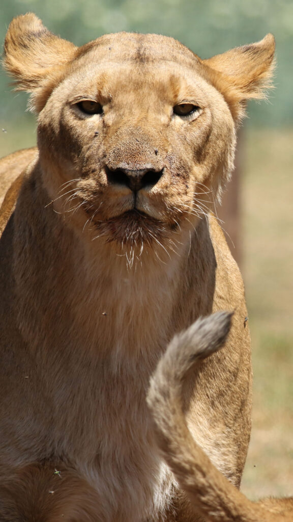 Majestic Leo Zodiac Energy and Sun Sign Power 4K Phone Wallpaper