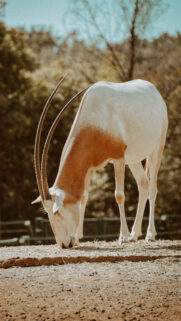 Capricorn Ambition Scimitar Oryx Earth Element Spiritual Wallpaper