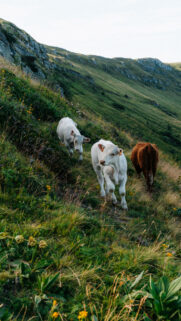 Taurus Earth Energy Grazing Bulls Mountain Nature Aesthetic Wallpaper