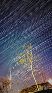 Aquarius Zodiac Star Trails Celestial Night Sky Artistic Phone Wallpaper