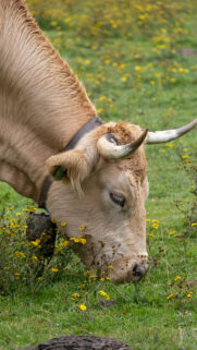Taurus Earth Energy Aesthetic: Grounded Zodiac Power Wallpaper