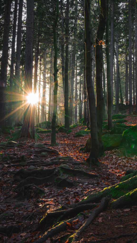 Capricorn Earth Energy Forest Solitude High Resolution Nature Wallpaper