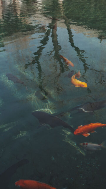 Pisces Zodiac Aesthetic Dreamy Koi Pond Spiritual Phone Wallpaper
